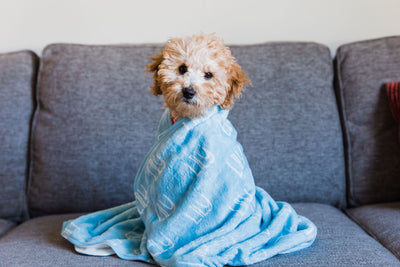 Build Your Own Small Pet Blanket